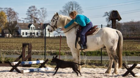 Gemeinsam mit Pferd & Hund